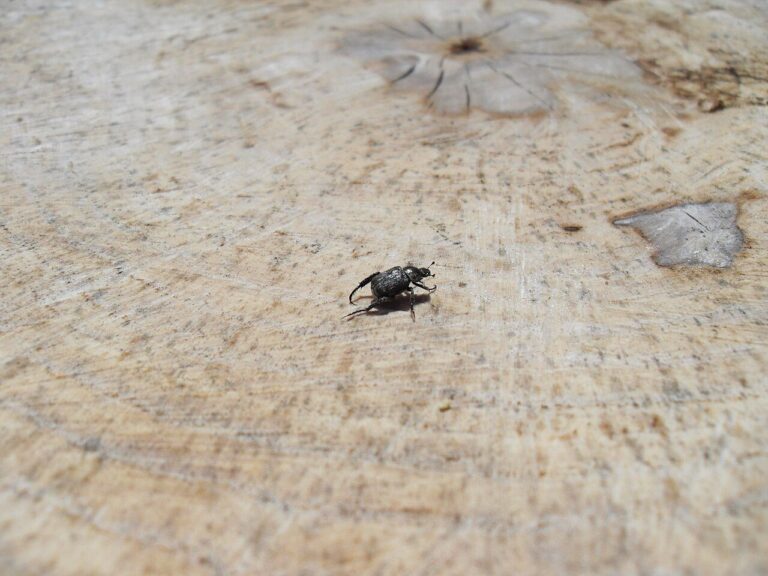 Small Black Beetle in the House: 7 Species and How to ID Them