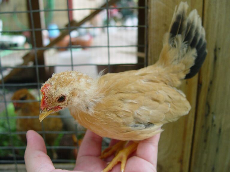 Small Chicken Breeds: 10 Compact Birds for Backyard Flocks