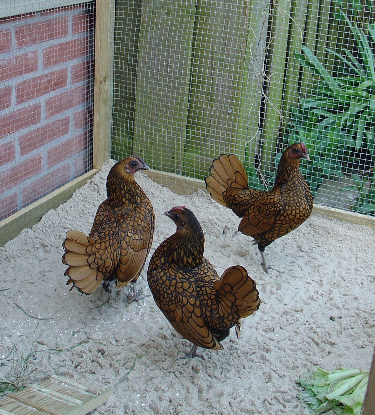 Serama: The Smallest Chicken Breed in the World