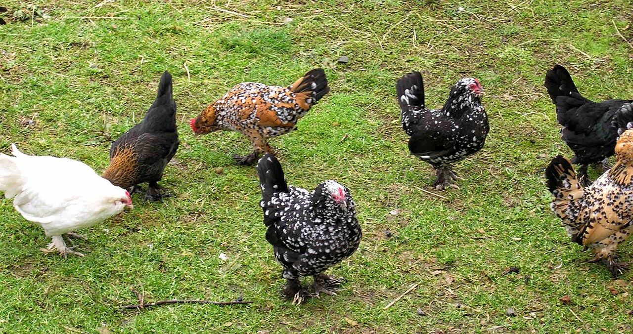 Sebright: Laced Feathers in a Tiny Frame