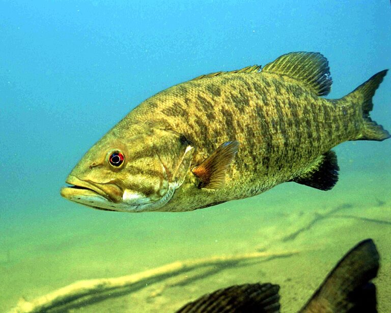 Smallmouth Bass: Identification, Best Baits, and Eating Quality