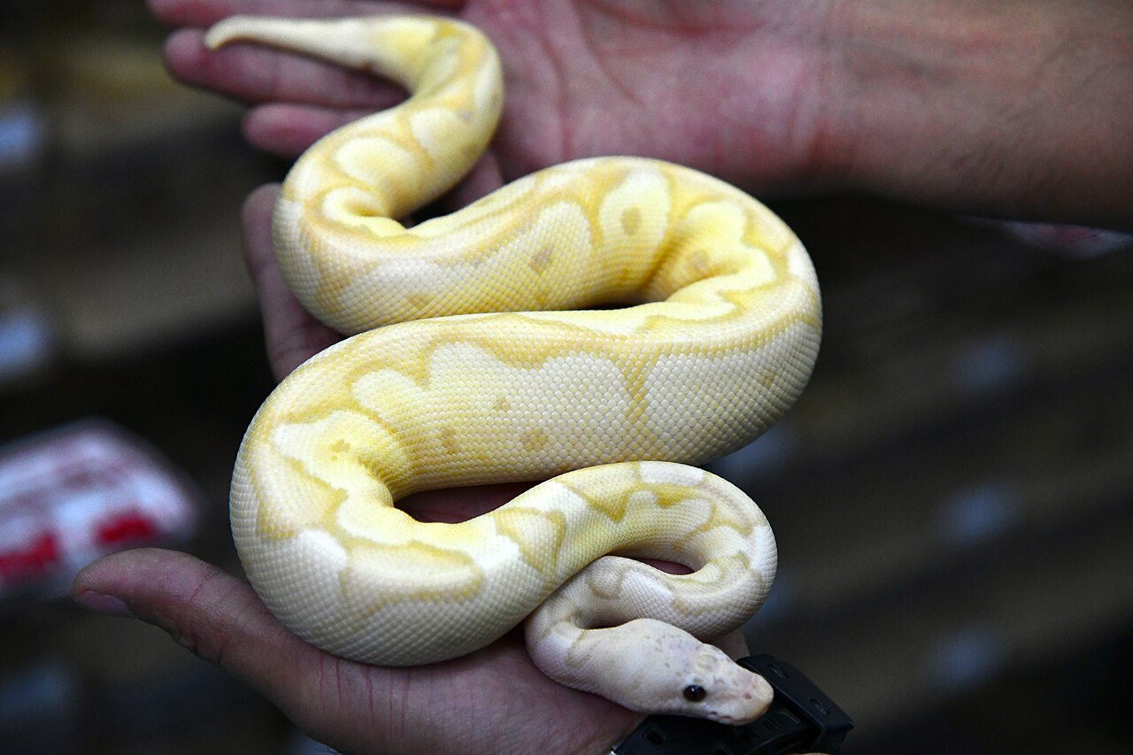 Snake Lifespan: How Long Snakes Live, by Species