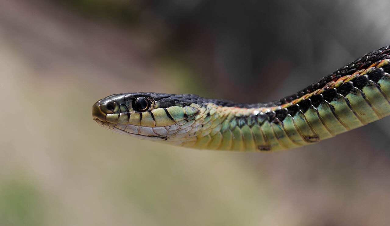 Why Captive Snakes Live Two to Three Times Longer