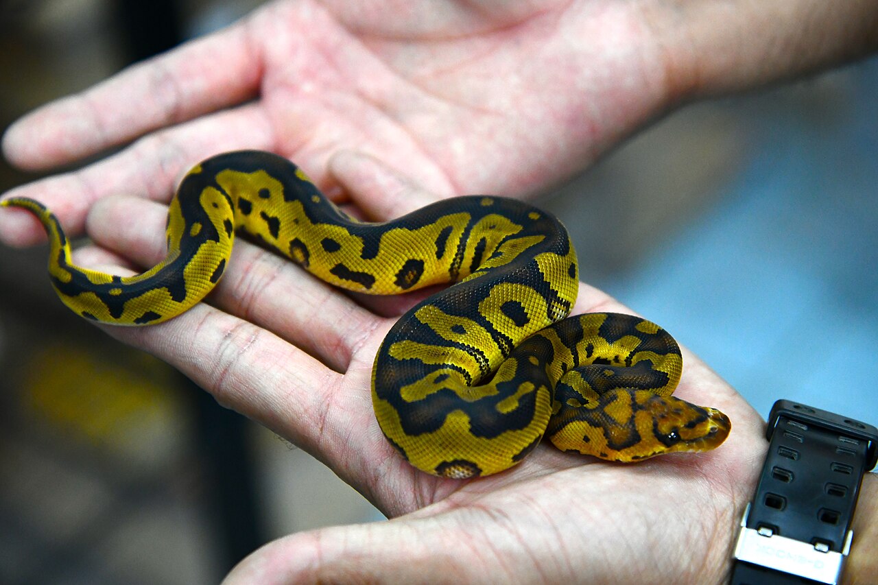What Kills Snakes in the Wild