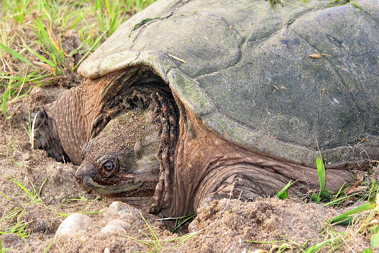 Snapping Turtle: How to Identify One and What to Do If It Is in Your Yard