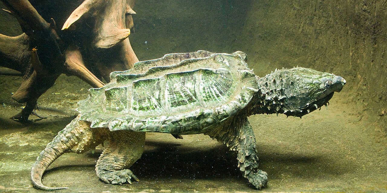 Common Snapping Turtle vs Alligator Snapping Turtle