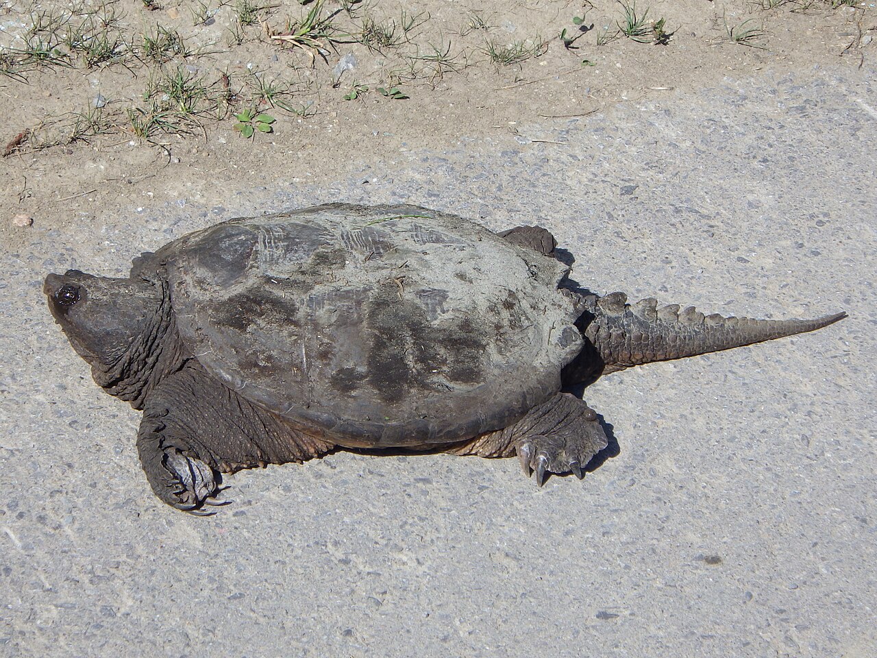 Is a Snapping Turtle Aggressive?
