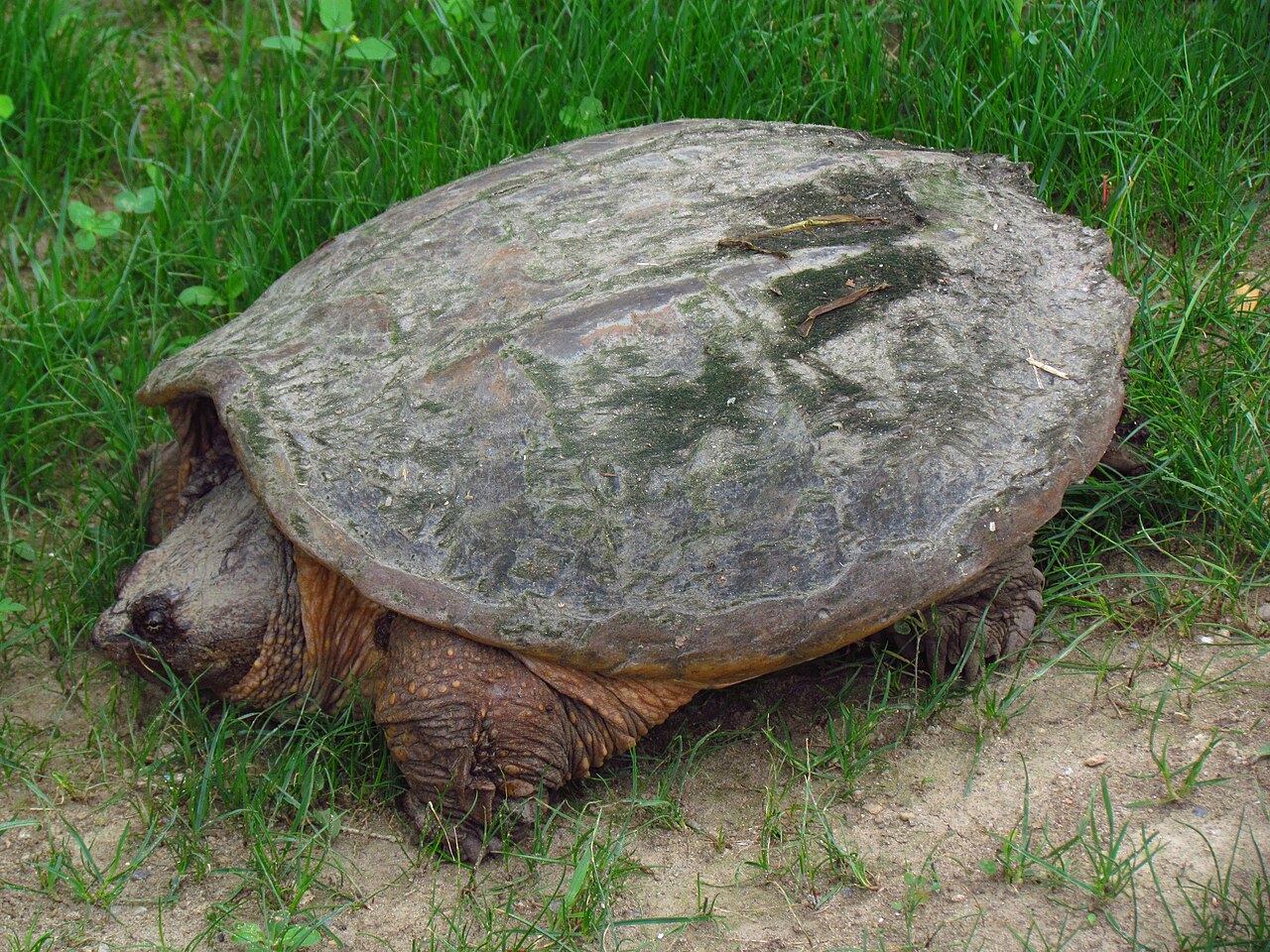 What Do Snapping Turtles Eat?