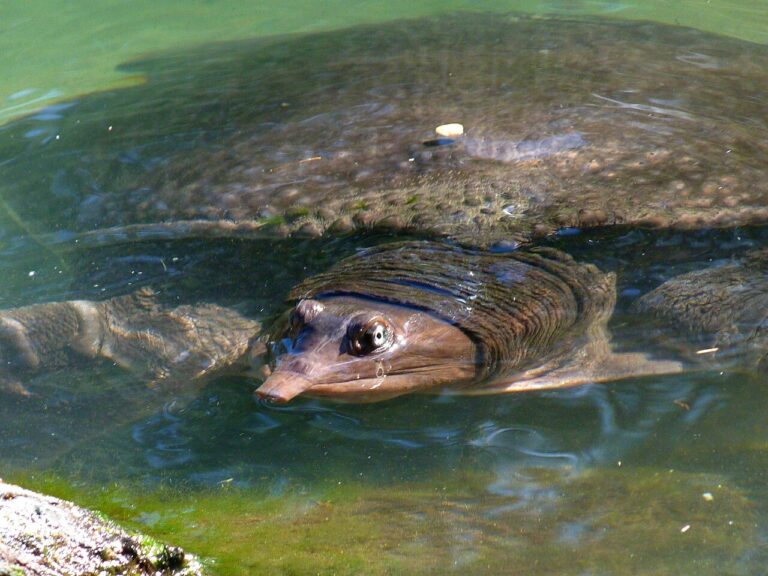 Softshell Turtle: ID, Bite, and Handling