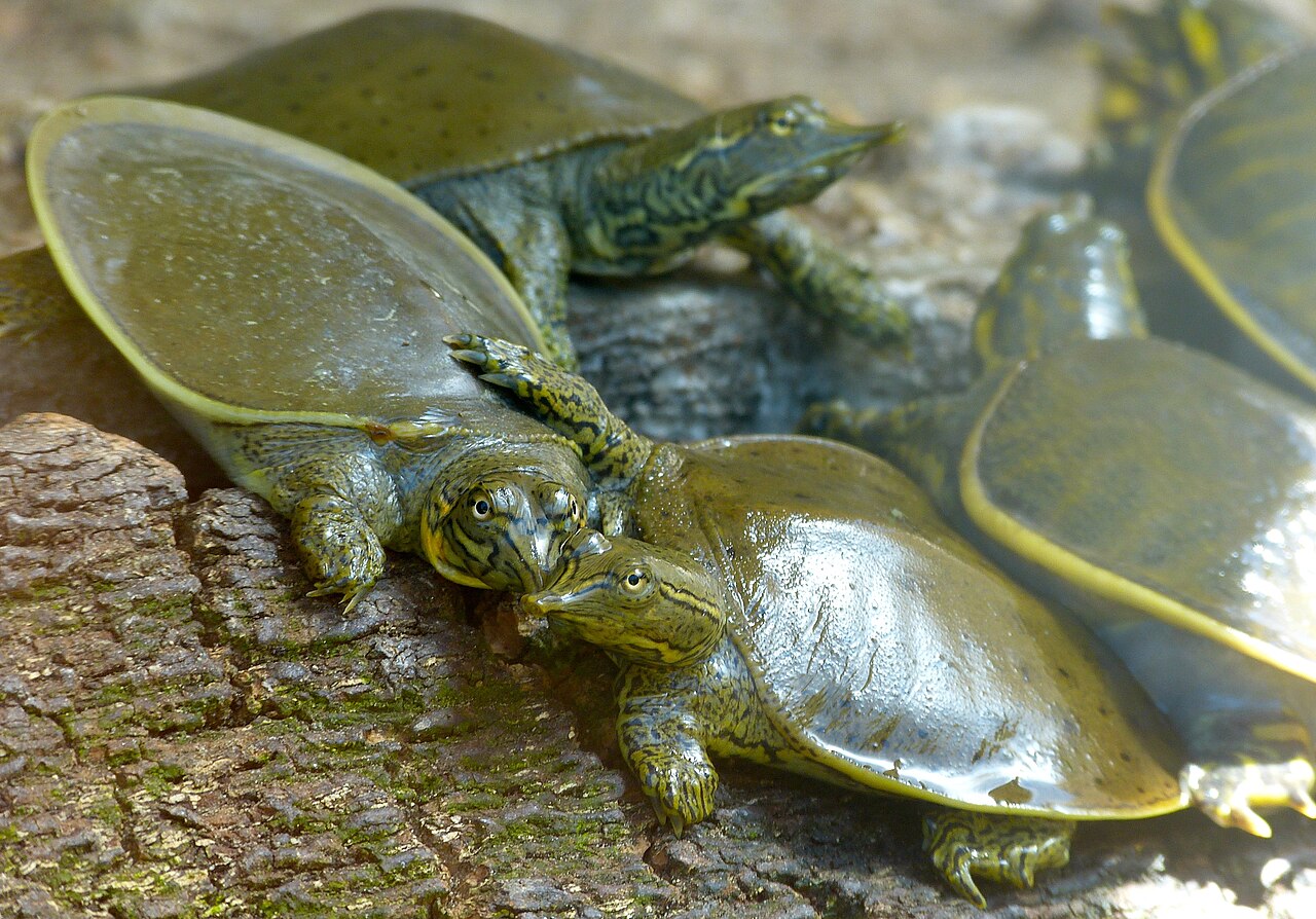 Do Softshell Turtles Bite?