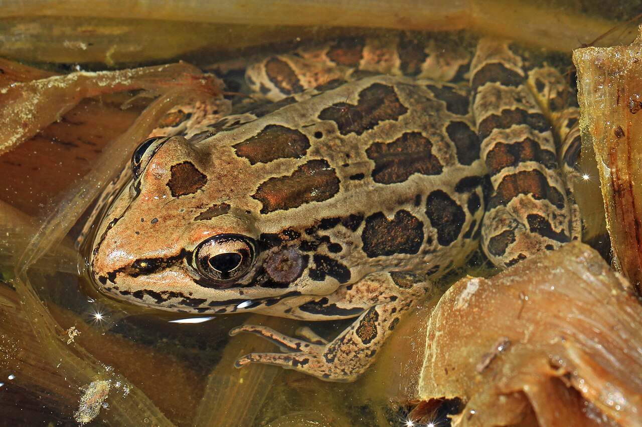 Frog Control Southern Leopard Frog: ID, Range and Is It Poisonous?