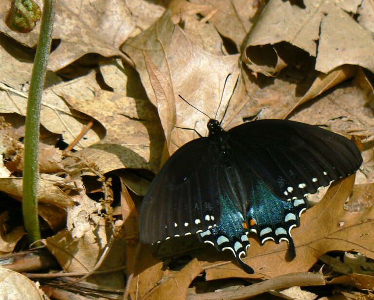 Spicebush Swallowtail Butterfly: ID and the Snake Caterpillar