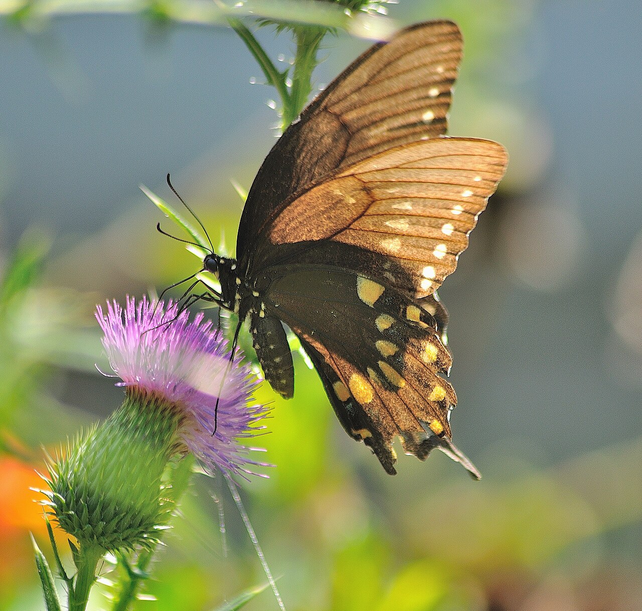 What Is the Host Plant for Spicebush Swallowtails?
