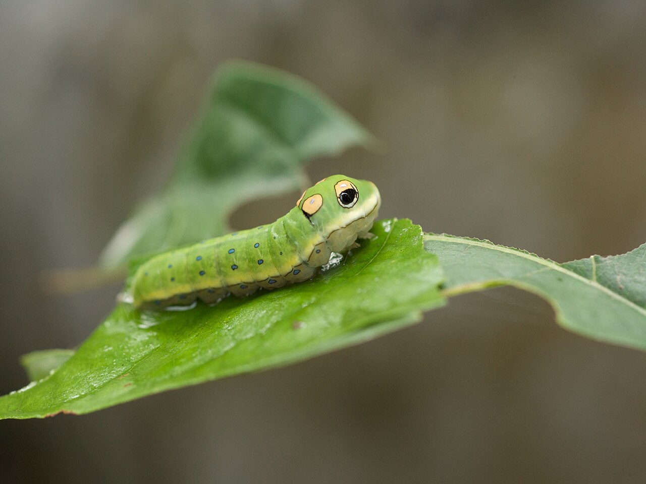 What Does the Caterpillar Look Like?