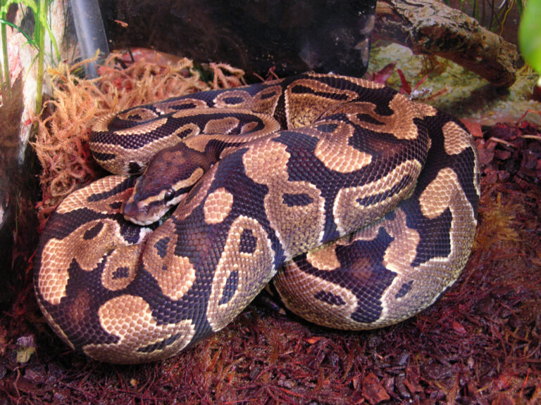 Spider Ball Python: The Wobble, the Price and the Ethics Debate
