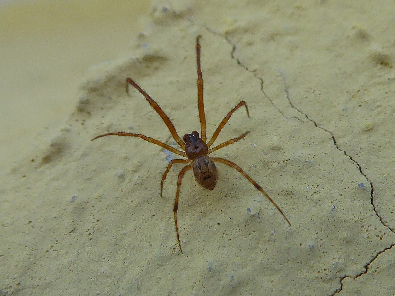 Spider Poop: What It Looks Like and How to Clean It