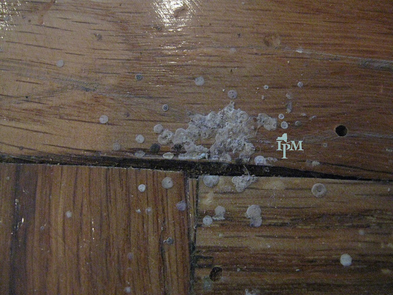 Do Spiders Actually Poop?