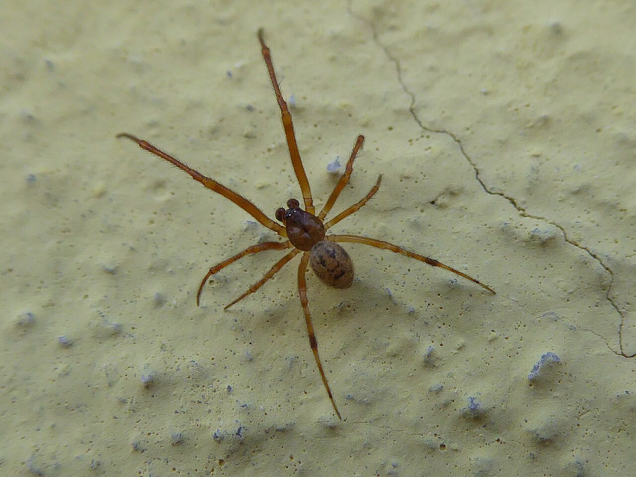 Spider Poop vs Mouse Poop