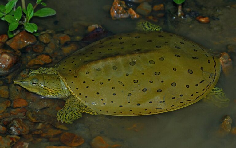 Spiny Softshell Turtle: ID, Range, Diet and Bite Risk