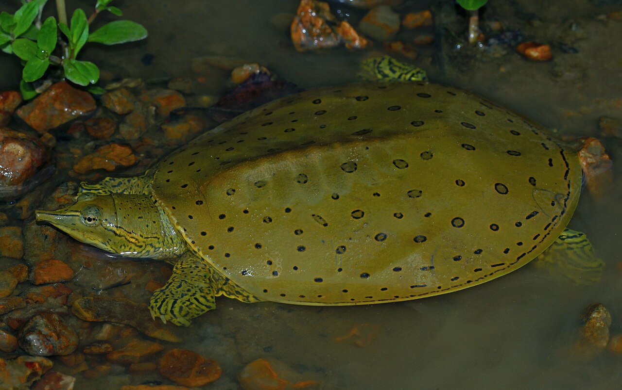 Spiny Softshell Turtle: ID, Range, Diet and Bite Risk