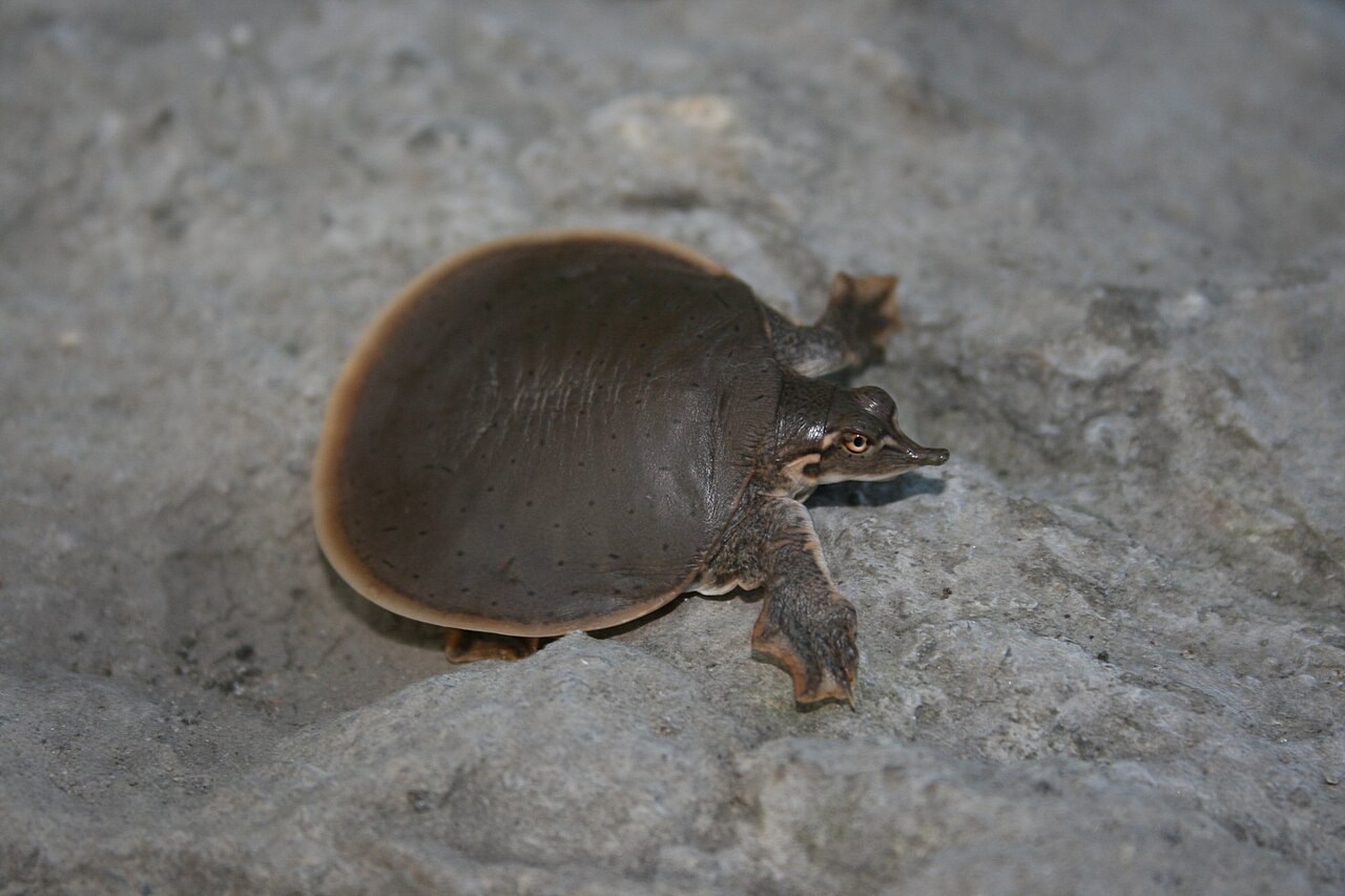 Where Spiny Softshell Turtles Live