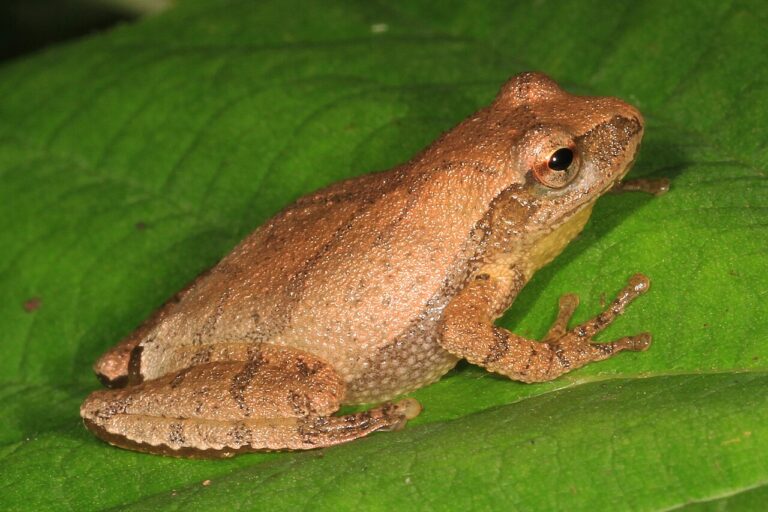Spring Peeper Sound: Why That Peeping Is So Loud at Night