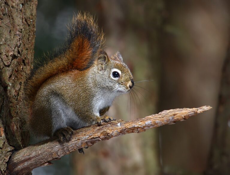 Squirrel Lifespan: How Long Squirrels Live, by Species
