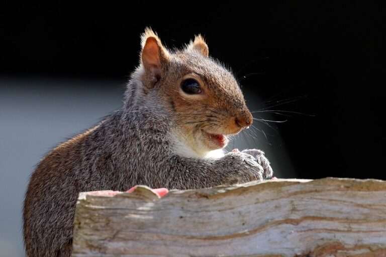 Squirrel Poop vs Mouse Poop: How to Tell Them Apart
