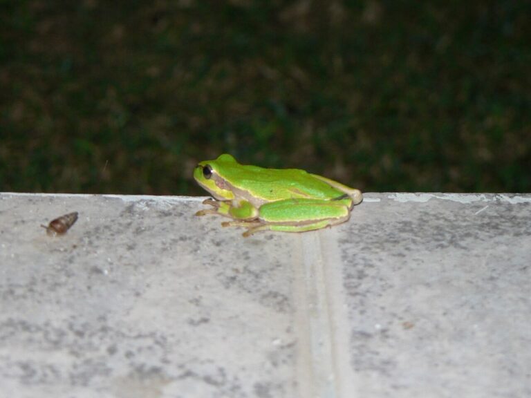 Squirrel Tree Frog: ID, Call, Range and Care in 5 Minutes