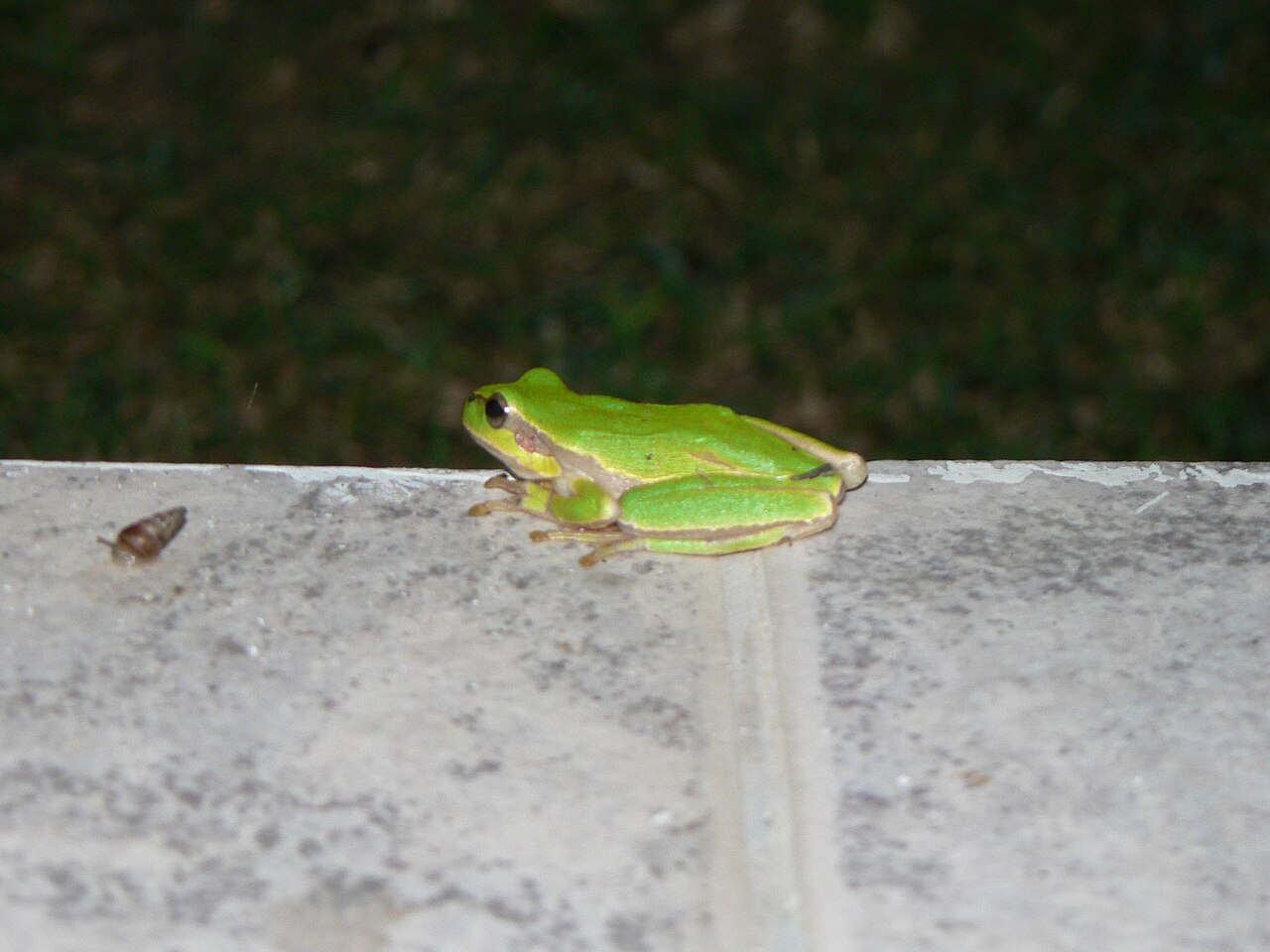 Squirrel Tree Frog: ID, Call, Range and Care in 5 Minutes