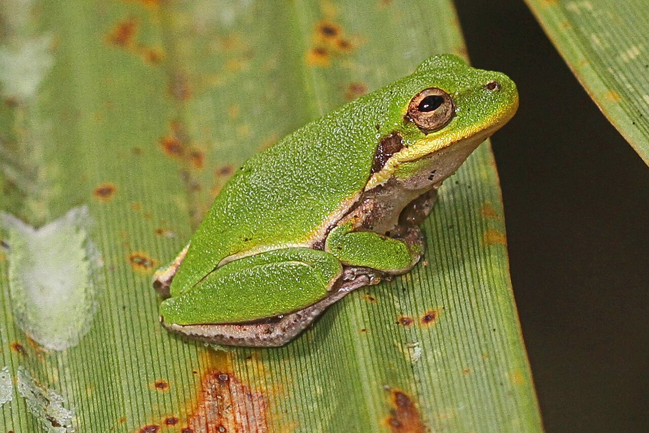 Why Are They Called Squirrel Tree Frogs?