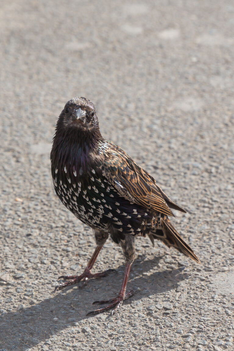 Starling Sound: What Every Whistle, Rattle and Click Means