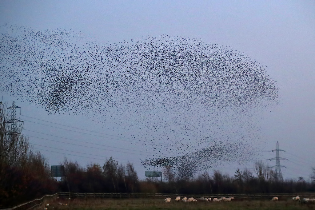 The Five Starling Noises and How to Tell Them Apart