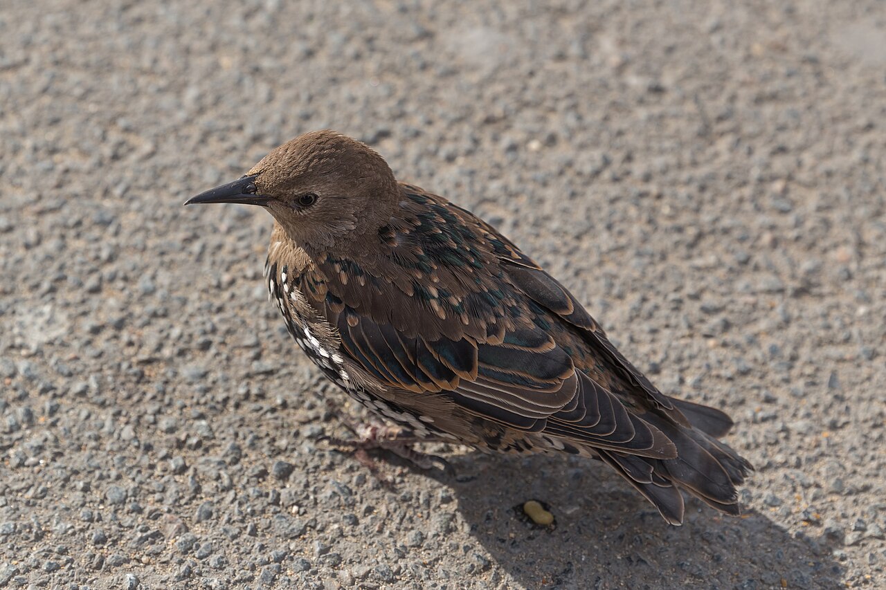 Can Starlings Mimic Human Voice?