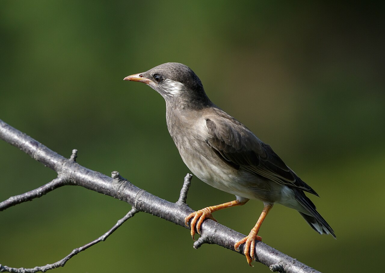 What Does a Flock of Starlings Sound Like?