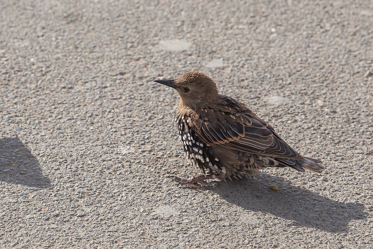 Starling Sounds: Mimicry, Murmurations, and Roof Noise