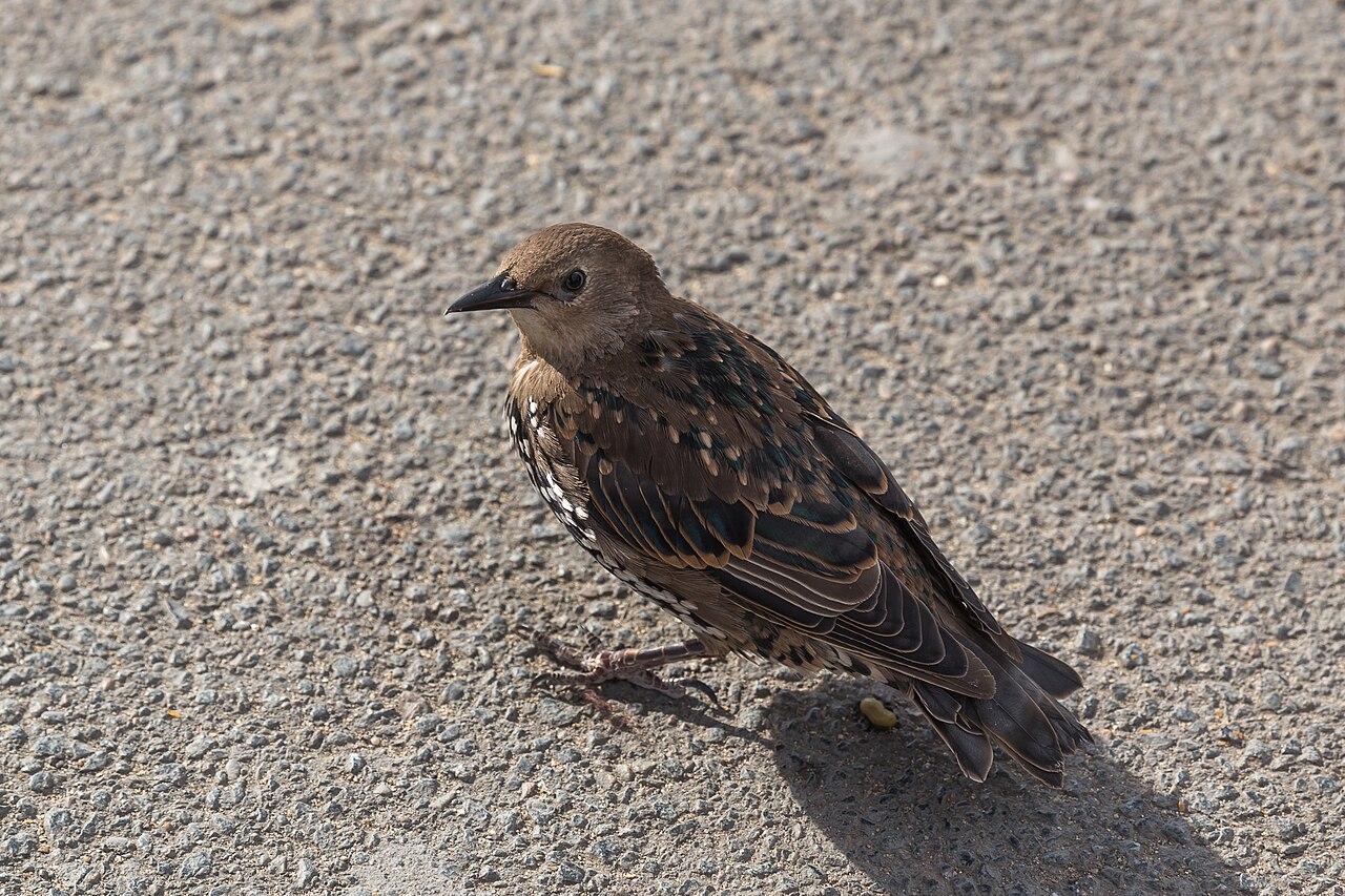 Do Starlings Mimic Other Birds?