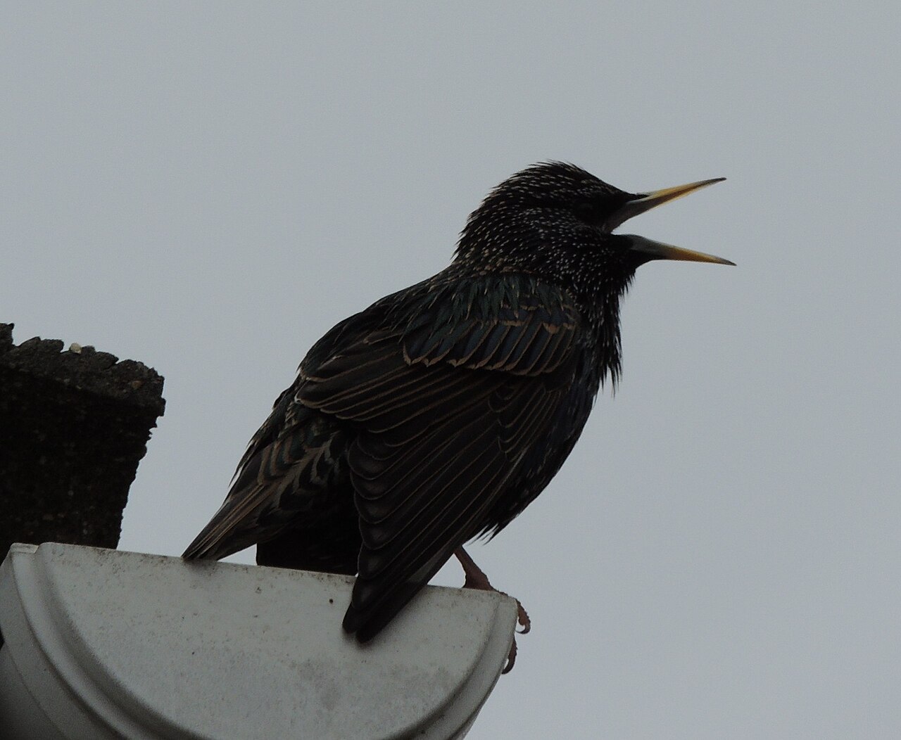 What Does a Murmuration Sound Like?
