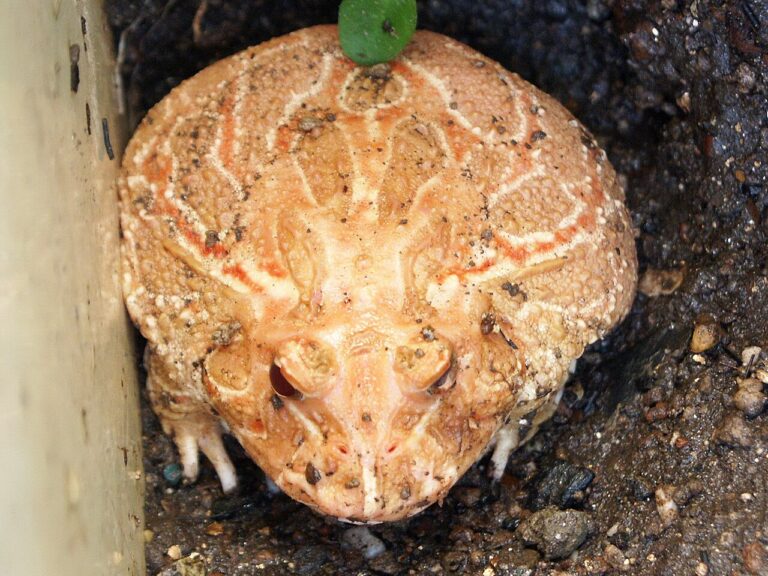 Strawberry Pacman Frog: Price, Size and Care of the Red Albino Morph