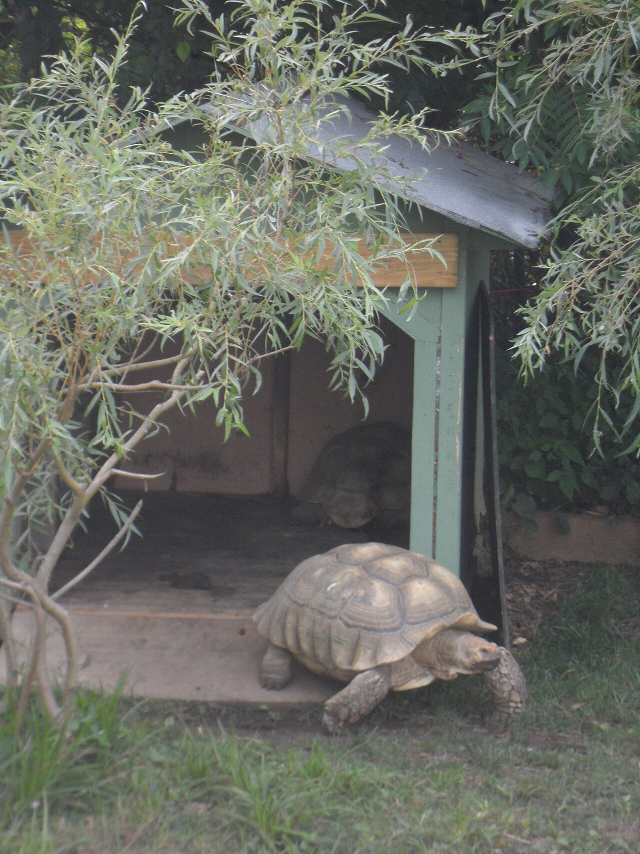Sulcata Tortoise Diet: What to Feed and What to Avoid