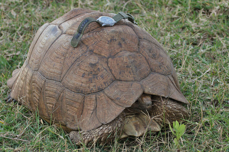 Sulcata Tortoise: Size, Lifespan, Cost and Backyard Care