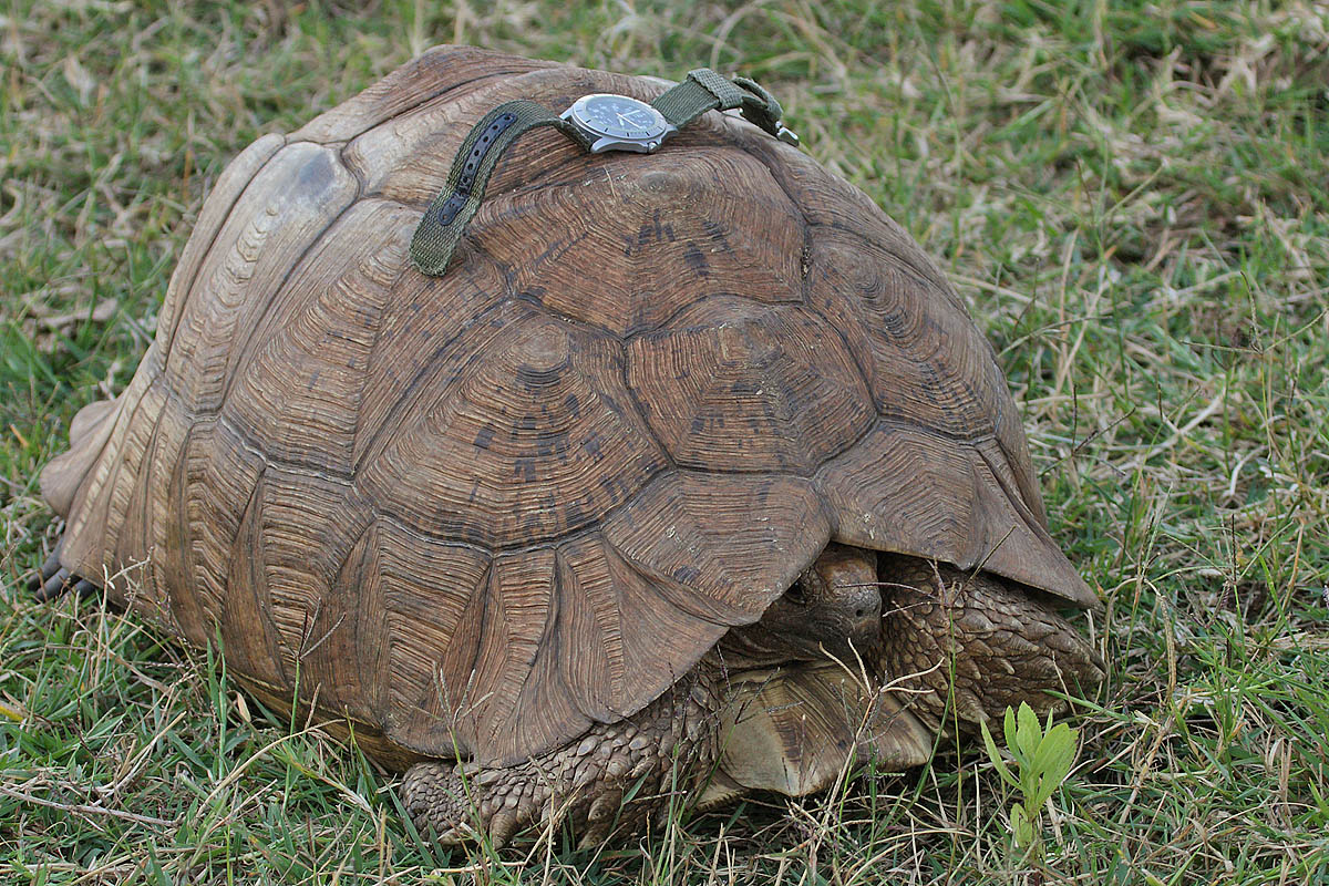 Sulcata Tortoise: Size, Lifespan, Cost and Backyard Care