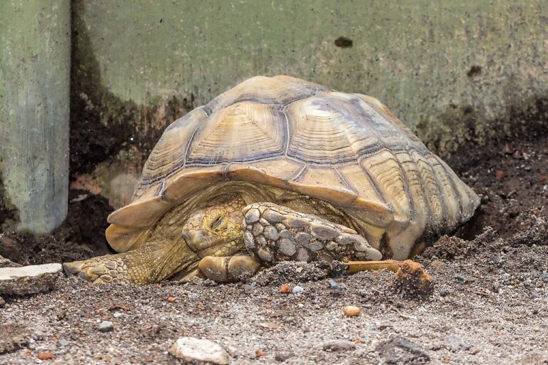 Sulcata Tortoise Lifespan: 70 to 100 Years and What Decides It