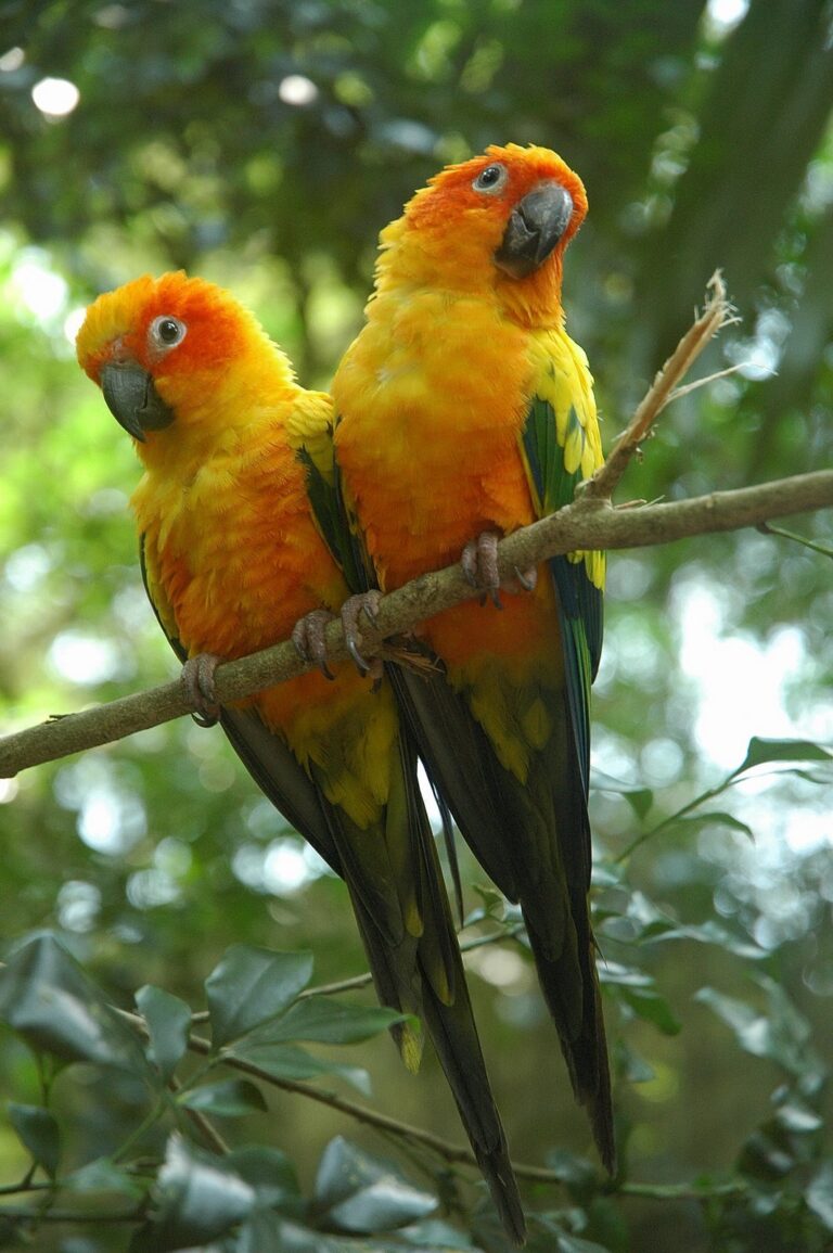 Sun Conure: Cost, Noise, Lifespan and Care Before You Buy