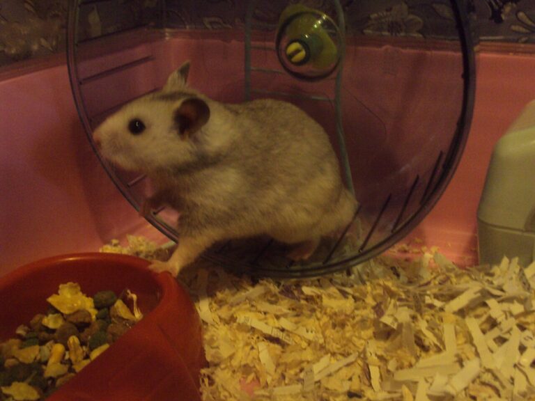 Teddy Bear Hamster: Lifespan, Price, and Care Explained