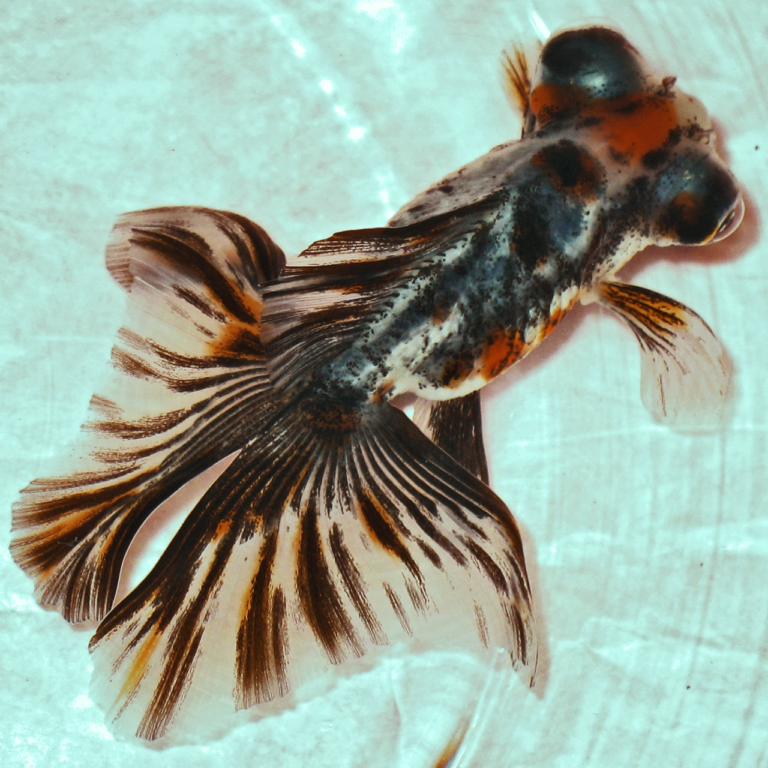 Telescope Goldfish Care: Size, Lifespan, Tank Setup and Cost