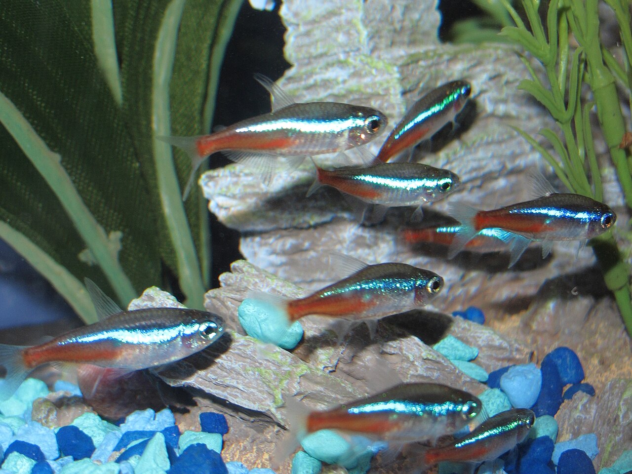 Tetra Fish: How Many to Keep, Cost and 6 Best Types