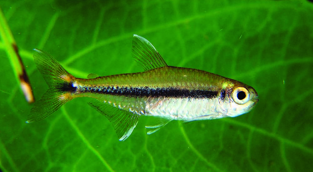 Are Tetras a Good Beginner Fish?
