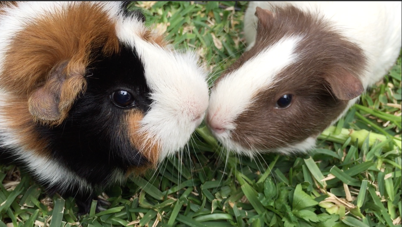 Are Texel Guinea Pigs High Maintenance?