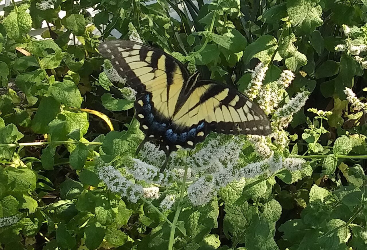 Tiger Swallowtail Butterfly: ID, Dark Females, and Hosts